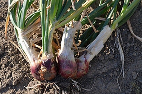 Kraken onion ссылка